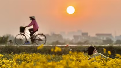 Ngẩn ngơ giữa sắc vàng trên cánh đồng cúc chi 