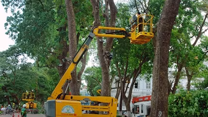 Rà soát, xử lý các cây bị sâu mục trên địa bàn thủ đô
