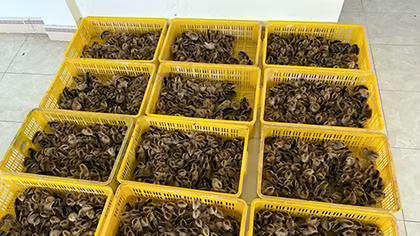 Chặn đứng chuyến hàng 26 nghìn gà con không nguồn gốc