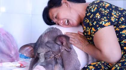 Nơi những "lão trư" được yêu thương