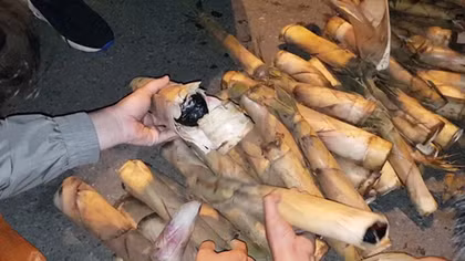 Giấu ma túy trong các thân cây măng đem vê xuôi tiêu thụ