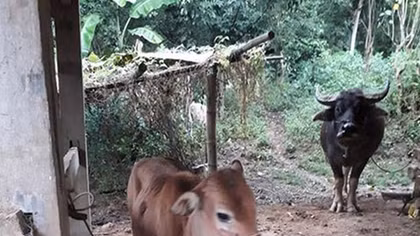 Cả chính quyền và người dân đều kêu "khó"