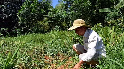 Nông dân lo lắng vì nghệ rớt giá