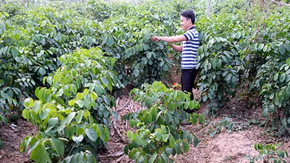 Nhà khoa học "chân đất" và hành trình vào rừng sâu tìm cây thuốc quý