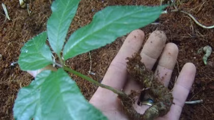 Trồng mới trên 180ha Sâm Ngọc Linh