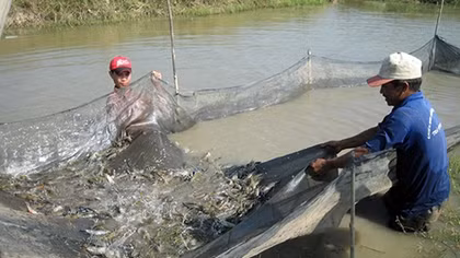 Sẽ phạt nặng hành vi sử dụng bừa bãi thuốc kháng sinh trong chăn nuôi