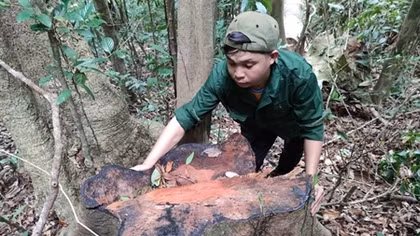 Tây Nguyên vẫn nhức nhối tình trạng phá rừng