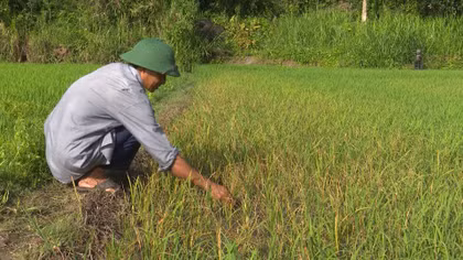  3.880m2 lúa của hai nông dân gieo trồng bị phá hoại 