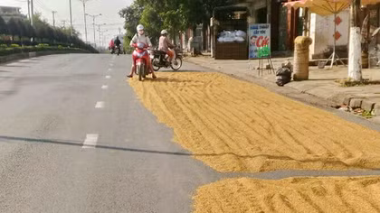 Nhiều tuyến đường ở Phú Yên biến thành sân... phơi lúa