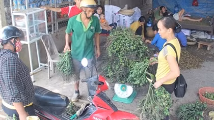 Lại ồ ạt tận thu cau non bán cho thương lái Trung Quốc