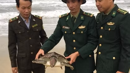 Cá thể Vích mắc lưới ngư dân được thả về môi trường tự nhiên