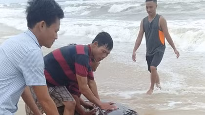 Cứu hộ cá heo nặng 300kg mắc cạn ở bờ biển