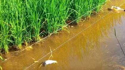 Vướng bẫy điện chuột trên ruộng lúa, người đàn ông bị điện giật tử vong 