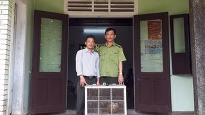 Người dân giao nộp 2 cá thể khỉ mặt đỏ quý hiếm