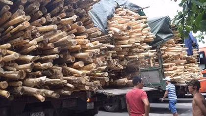 Xử phạt nhiều xe chở gỗ tràm quá khổ, quá tải ở Huế