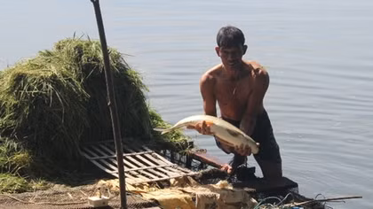 Nông dân Huế 'khóc ròng' vì cá lồng trên sông Bồ chết bất thường