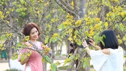 Xây dựng Huế thành xứ sở mai vàng của Việt Nam