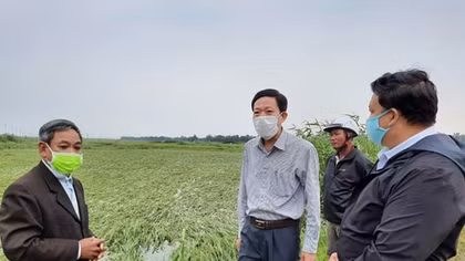 Huy động nguồn lực hỗ trợ nông dân cứu hàng nghìn héc ta lúa ngập úng
