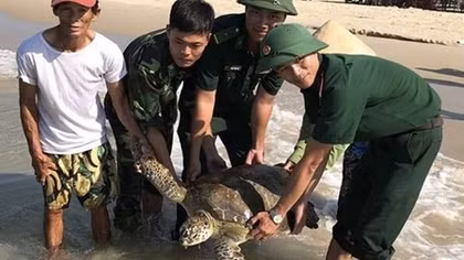 Rùa 33kg mắc lưới được ngư dân đưa về biển