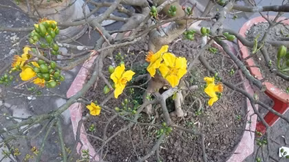 Công an TP Huế trao trả hàng chục cây mai vàng bị lấy cắp cho người dân
