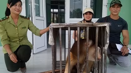 Giải cứu một cá thể khỉ đuôi lợn bị rao bán qua mạng xã hội