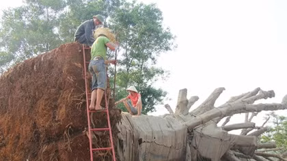 Xử phạt chủ sở hữu 3 cây cổ thụ “khủng” bị CSGT bắt giữ