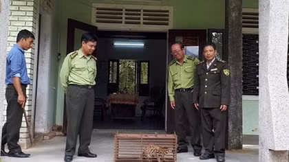 Giải cứu cá thể mèo rừng quý hiếm sau khi bị mắc bẫy