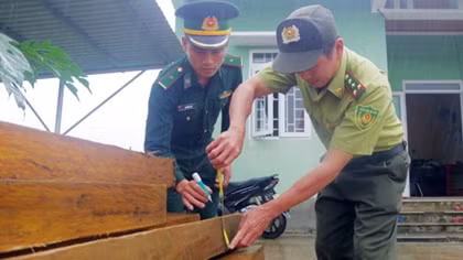 Bắt quả tang đối tượng vận chuyển 19 phách gỗ trái phép