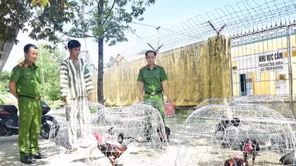 54 đối tượng đang "say máu" ở sới gà thì bị bắt