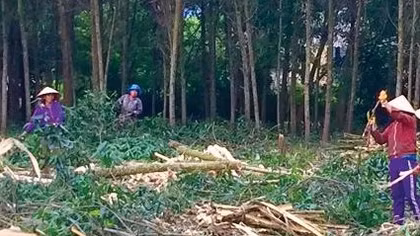 Nam thanh niên đi khai thác gỗ bị cây đè tử vong
