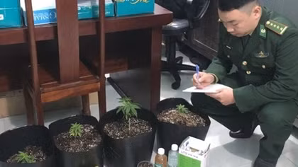 Đặt mua hạt cần sa qua Facebook để "thâm canh" tại nhà
