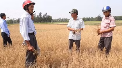 Hàng trăm ha lúa ở Huế khô cháy do thiếu nước tưới tiêu