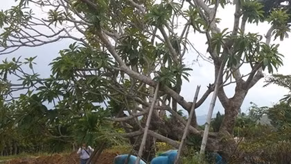 Bùng nhùng quanh chuyện cây sứ "cổ thụ" bứng đi khỏi di tích Huế