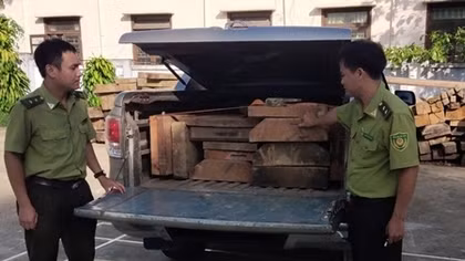 Tài xế ô tô dùng nhiều biển số giả ‘ngụy trang’ chở gỗ lậu