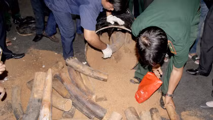Hơn 1 tấn ngà voi ngụy trang trong các thùng phuy nhựa đường