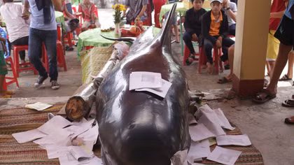 Lại thêm cá “Bà Chuông” khổng lồ dạt vào bờ biển Quảng Ngãi