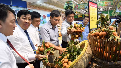 Vải thiều xuất khẩu qua đầu mối hệ thống bán lẻ