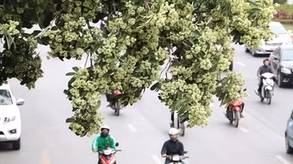 Hoa sữa Hà Nội giữa hai luồng "yêu - ghét"