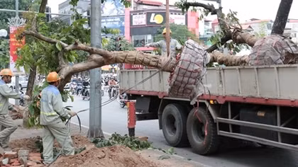 Tạm biệt hàng bằng lăng phố Kim Mã