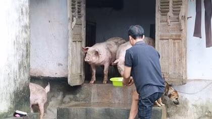Người sống chung với vật nuôi ở vùng lũ
