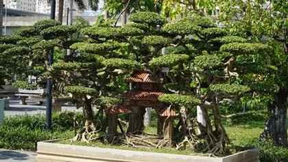 Chiêm ngưỡng 500 cây cảnh, bonsai cực quý hiếm tại Hà Nội