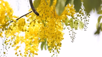Muồng hoàng yến rực vàng giữa nắng hè Hà Nội