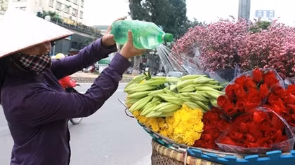 Hoa loa kèn "nhuộm" trắng đường phố Hà thành