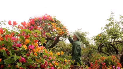 Rực rỡ loài hoa giấy ngũ sắc nhiều đại gia săn tìm chơi Tết