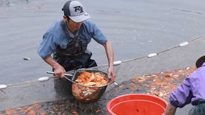 Làng nghề nuôi cá chép tất bật trước ngày Tết ông Công, ông Táo