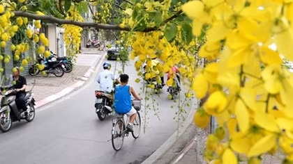Ngẩn ngơ ngắm hoa muồng hoàng yến nhuộm vàng rực Hà Nội