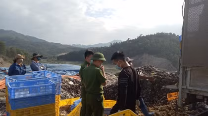 Tiêu hủy 44 nghìn con gà giống nhập lậu