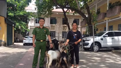 Lừa mua 6 con dê bán lấy tiền trả lãi vay