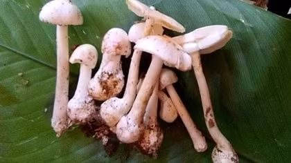 Ăn phải loại nấm cực độc, 4 người trong một gia đình nhập viện