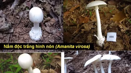 Tử vong vì ăn nấm rừng